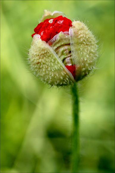 fotografie