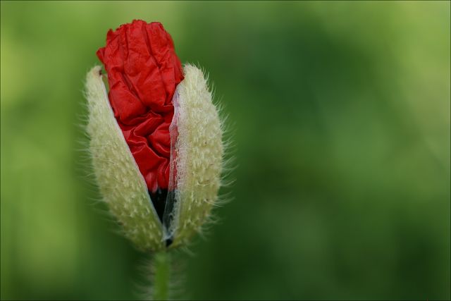 fotografie